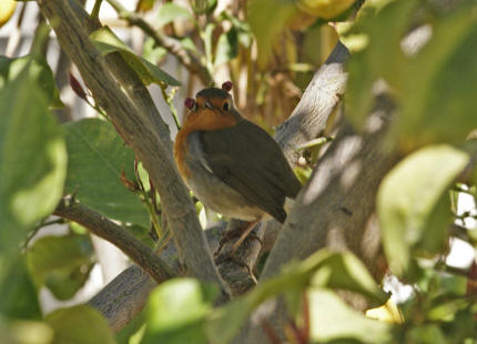 Erithacus rubecula / Rotkehlchen / Fliegenschnpper - Muscicapidae