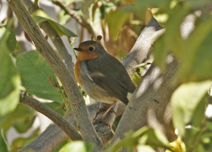 Erithacus rubecula / Rotkehlchen / Fliegenschnpper - Muscicapidae