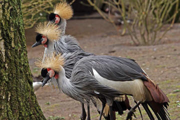 Kronenkranich (Balearica pavonina)