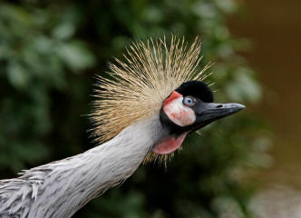 Kronenkranich (Balearica pavonina)