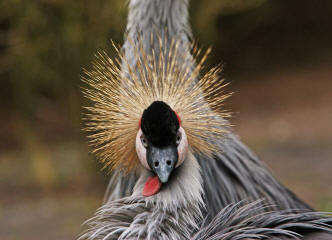 Kronenkranich (Balearica pavonina)