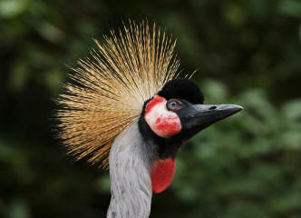 Kronenkranich (Balearica pavonina)