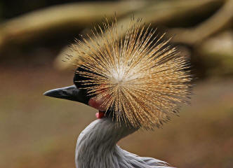 Kronenkranich (Balearica pavonina)