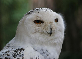 Schnee-Eule (Bubo scandiacus)