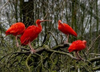 Scharlachsichler (Eudocimus ruber)