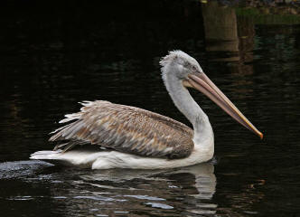 Rosapelikan (Pelecanus onocrotalus) - Jungvogel