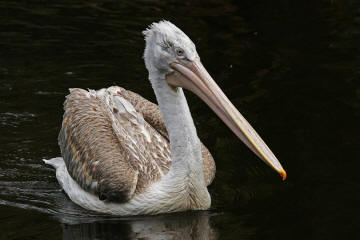 Rosapelikan (Pelecanus onocrotalus) - Jungvogel