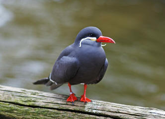 Inkaseeschwalbe (Larosterna inca)