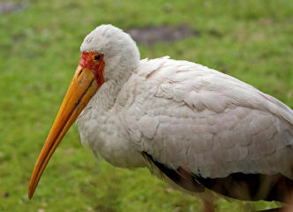 Nimmersatt (Mycteria ibis)