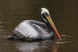 Chilepelikan (Pelecanus thagus)