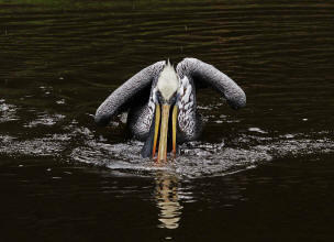 Chilepelikan (Pelecanus thagus)