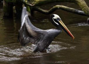 Chilepelikan (Pelecanus thagus)