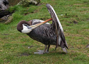 Chilepelikan (Pelecanus thagus)