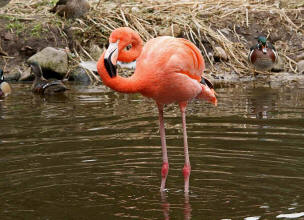 Kuba-Flamingo (Phoenicopterus ruber)