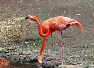 Kuba-Flamingo (Phoenicopterus ruber)