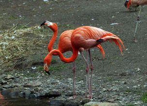 Kuba-Flamingo (Phoenicopterus ruber)