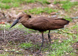 Hammerkopf (Scopus umbretta)