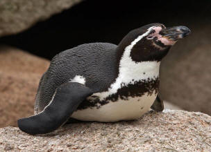 Humboldt-Pinguin (Spheniscus humboldti)