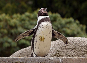 Humboldt-Pinguin (Spheniscus humboldti)