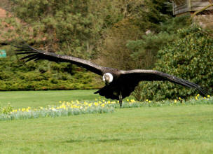 Andenkondor (Vultur gryphus)