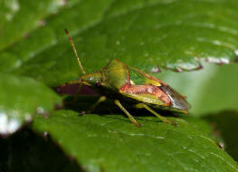 Cyphostethus tristriatus / Buntrock / Stachelwanzen (Bauchkielwanzen) - Acanthosomatidae