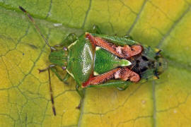 Cyphostethus tristriatus / Buntrock / Stachelwanzen (Bauchkielwanzen) - Acanthosomatidae