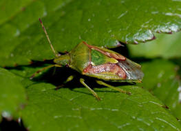 Cyphostethus tristriatus / Buntrock / Stachelwanzen (Bauchkielwanzen) - Acanthosomatidae