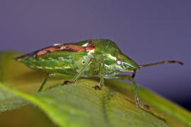 Cyphostethus tristriatus / Buntrock / Stachelwanzen (Bauchkielwanzen) - Acanthosomatidae