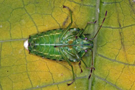 Cyphostethus tristriatus / Buntrock / Stachelwanzen (Bauchkielwanzen) - Acanthosomatidae