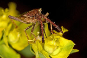 Coriomeris denticulatus / Ohne deutschen Namen / Randwanzen - Coreidae