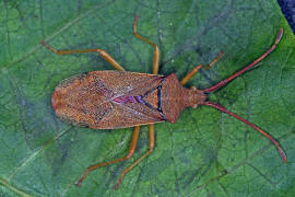 Gonocerus acuteangulatus / Braune Randwanze / Hasel-Randwanze / Randwanzen - Coreidae