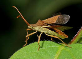 Gonocerus acuteangulatus / Braune Randwanze / Hasel-Randwanze / Randwanzen - Coreidae