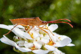 Gonocerus acuteangulatus / Braune Randwanze / Hasel-Randwanze / Randwanzen - Coreidae