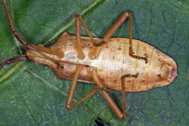 Gonocerus acuteangulatus / Braune Randwanze / Hasel-Randwanze / Randwanzen - Coreidae