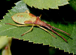 Gonocerus acuteangulatus (Larve - L5) / Braune Randwanze / Hasel-Randwanze / Randwanzen - Coreidae