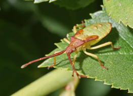 Gonocerus acuteangulatus (Larve - L5) / Braune Randwanze / Hasel-Randwanze / Randwanzen - Coreidae