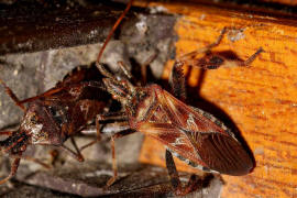 Leptoglossus occidentalis / Amerikanische Zapfenwanze / Lederwanzen - Coreidae