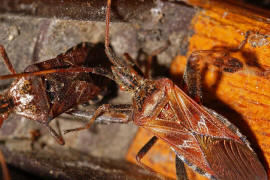 Leptoglossus occidentalis / Amerikanische Zapfenwanze / Lederwanzen - Coreidae