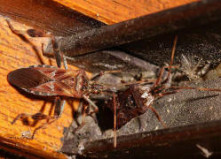 Leptoglossus occidentalis / Amerikanische Zapfenwanze / Lederwanzen - Coreidae