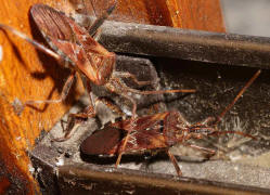 Leptoglossus occidentalis / Amerikanische Zapfenwanze / Lederwanzen - Coreidae