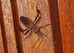 Leptoglossus occidentalis / Amerikanische Zapfenwanze / Lederwanzen - Coreidae