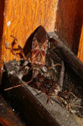 Leptoglossus occidentalis / Amerikanische Zapfenwanze / Lederwanzen - Coreidae