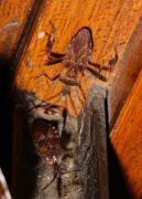 Leptoglossus occidentalis / Amerikanische Zapfenwanze / Lederwanzen - Coreidae