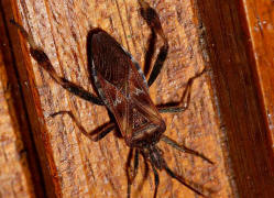 Leptoglossus occidentalis / Amerikanische Zapfenwanze / Lederwanzen - Coreidae