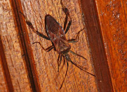 Leptoglossus occidentalis / Amerikanische Zapfenwanze / Lederwanzen - Coreidae