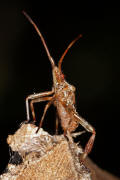 Leptoglossus occidentalis / Amerikanische Zapfenwanze (Larve) / Lederwanzen - Coreidae