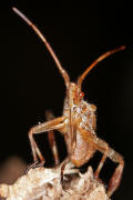 Leptoglossus occidentalis / Amerikanische Zapfenwanze (Larve) / Lederwanzen - Coreidae