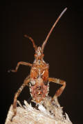 Leptoglossus occidentalis / Amerikanische Zapfenwanze (Larve) / Lederwanzen - Coreidae