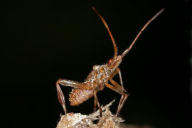 Leptoglossus occidentalis / Amerikanische Zapfenwanze (Larve) / Lederwanzen - Coreidae