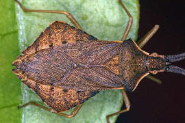 Syromastus rhombeus / Rhombenwanze / Randwanzen - Coreidae